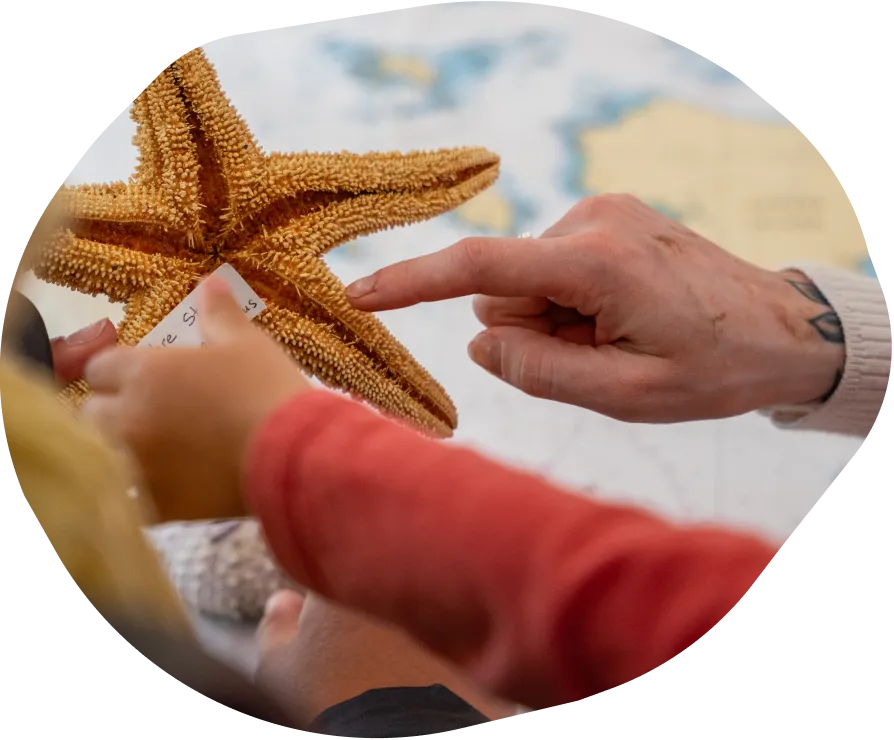 Elderly hand pointing at a starfish with a child's hand reaching out to touch it.